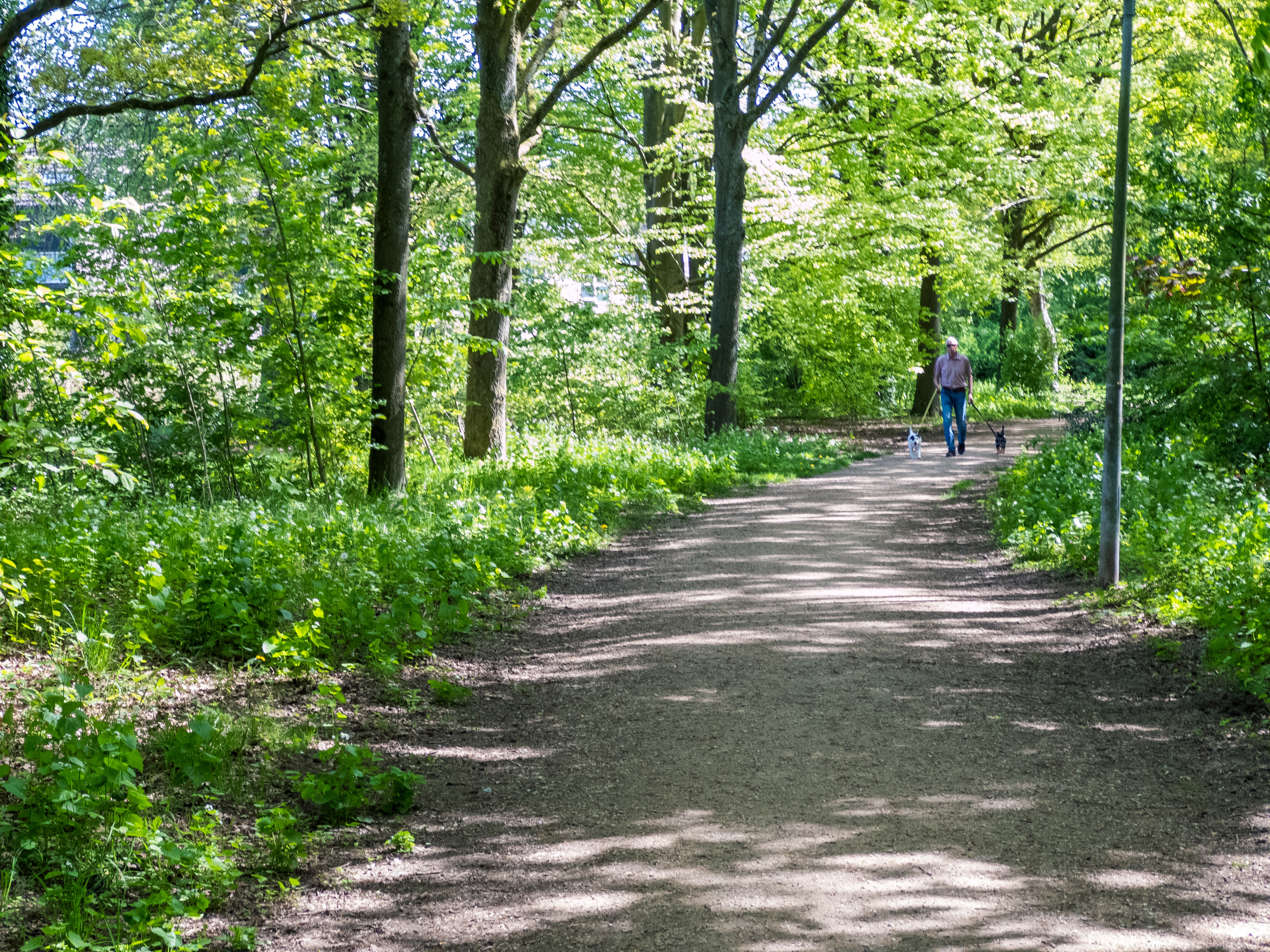 A person walking two dogs on a wooded path in Huizen, Netherlands.