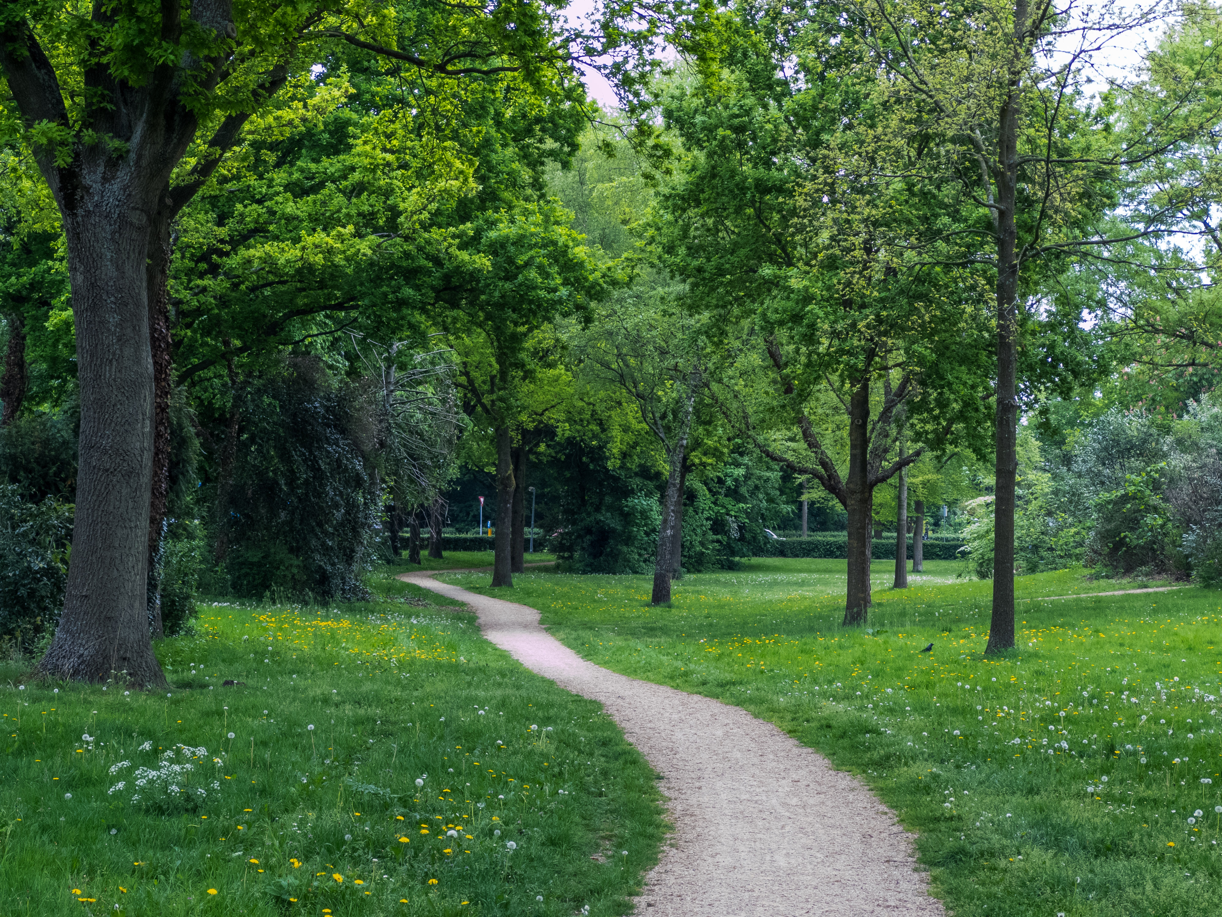 A winding path through a lush green park with trees in Huizen, Netherlands.