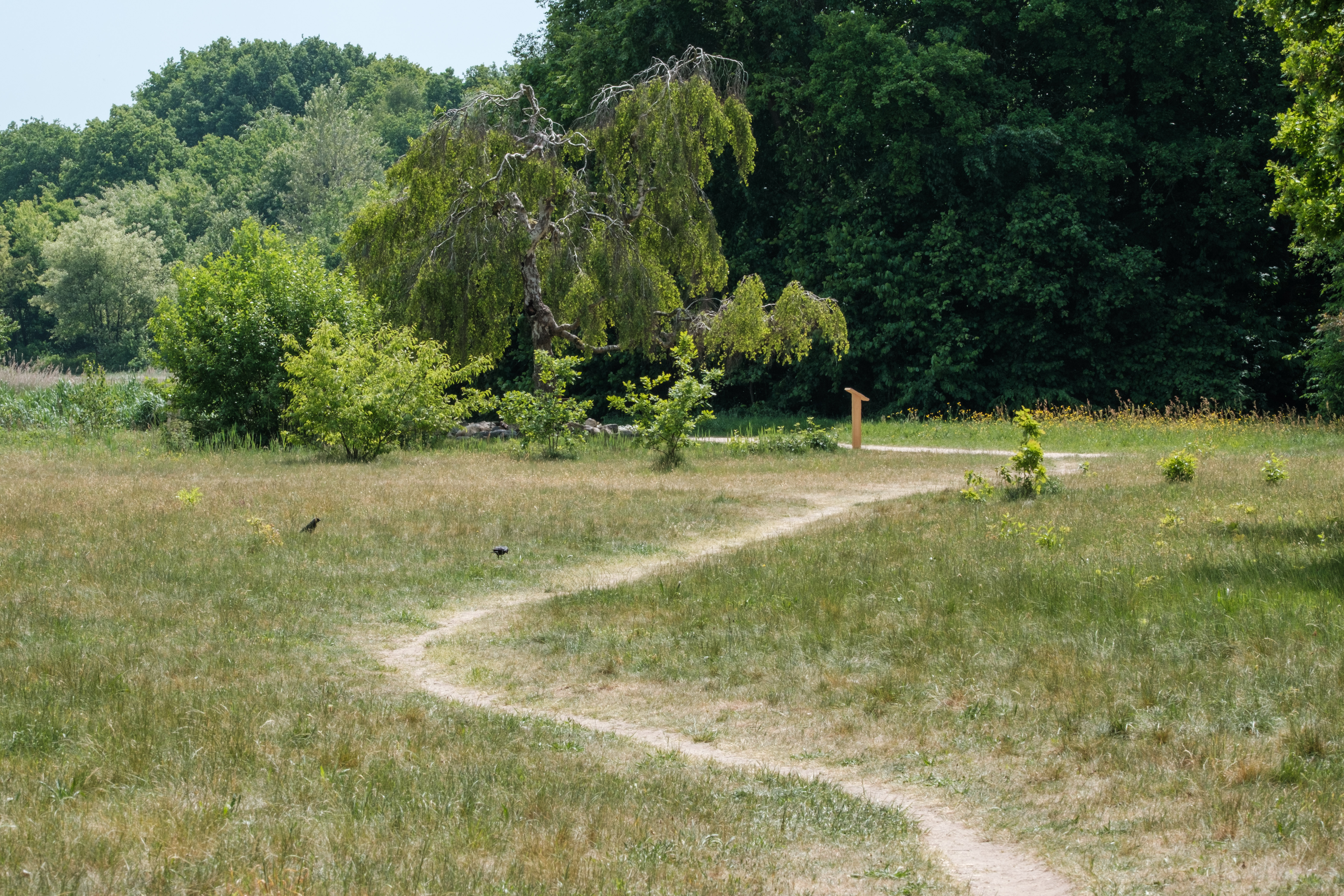 A winding path through a grassy field with trees in Huizen, Netherlands.
