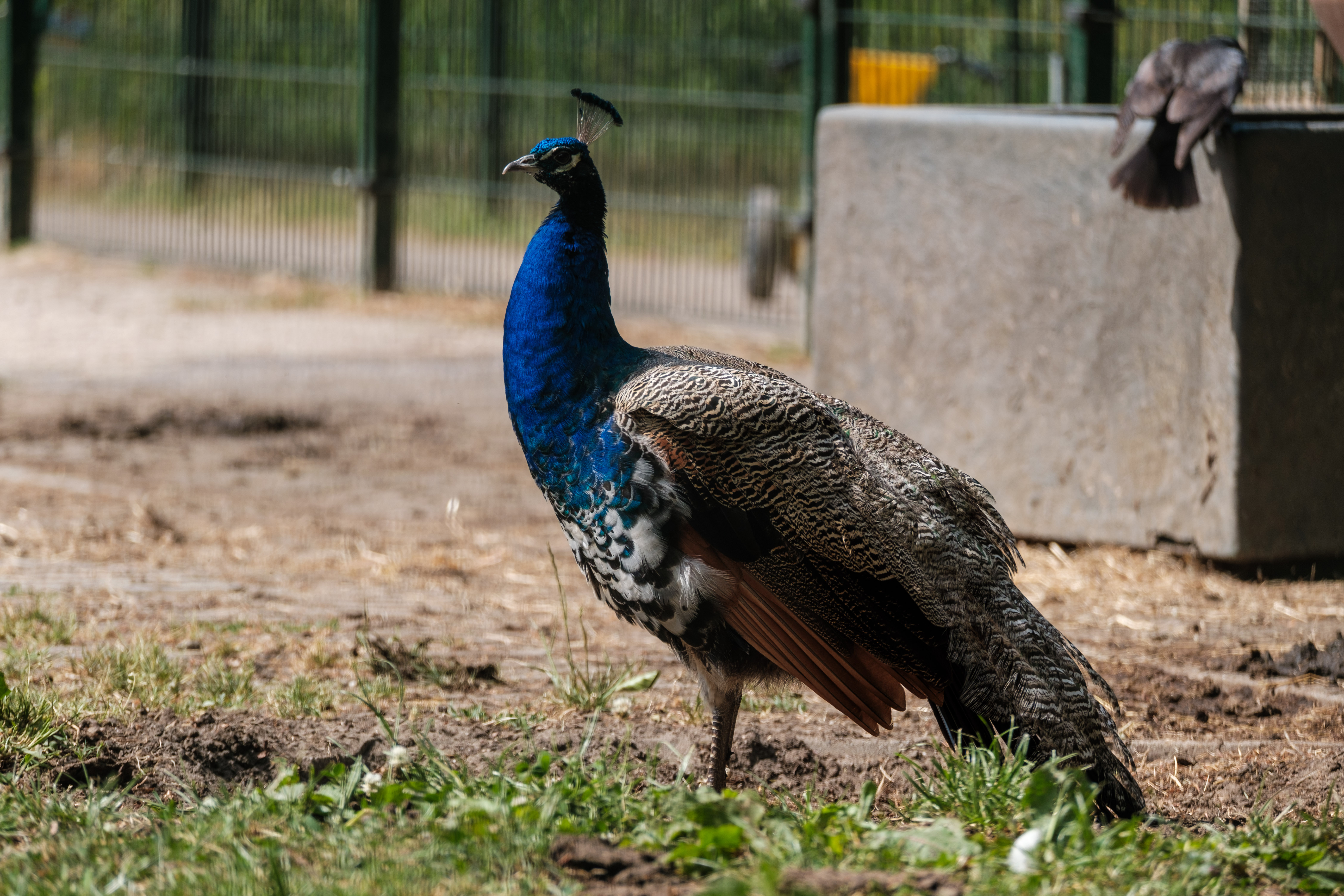 A peacock standing on grass near a fenced area.