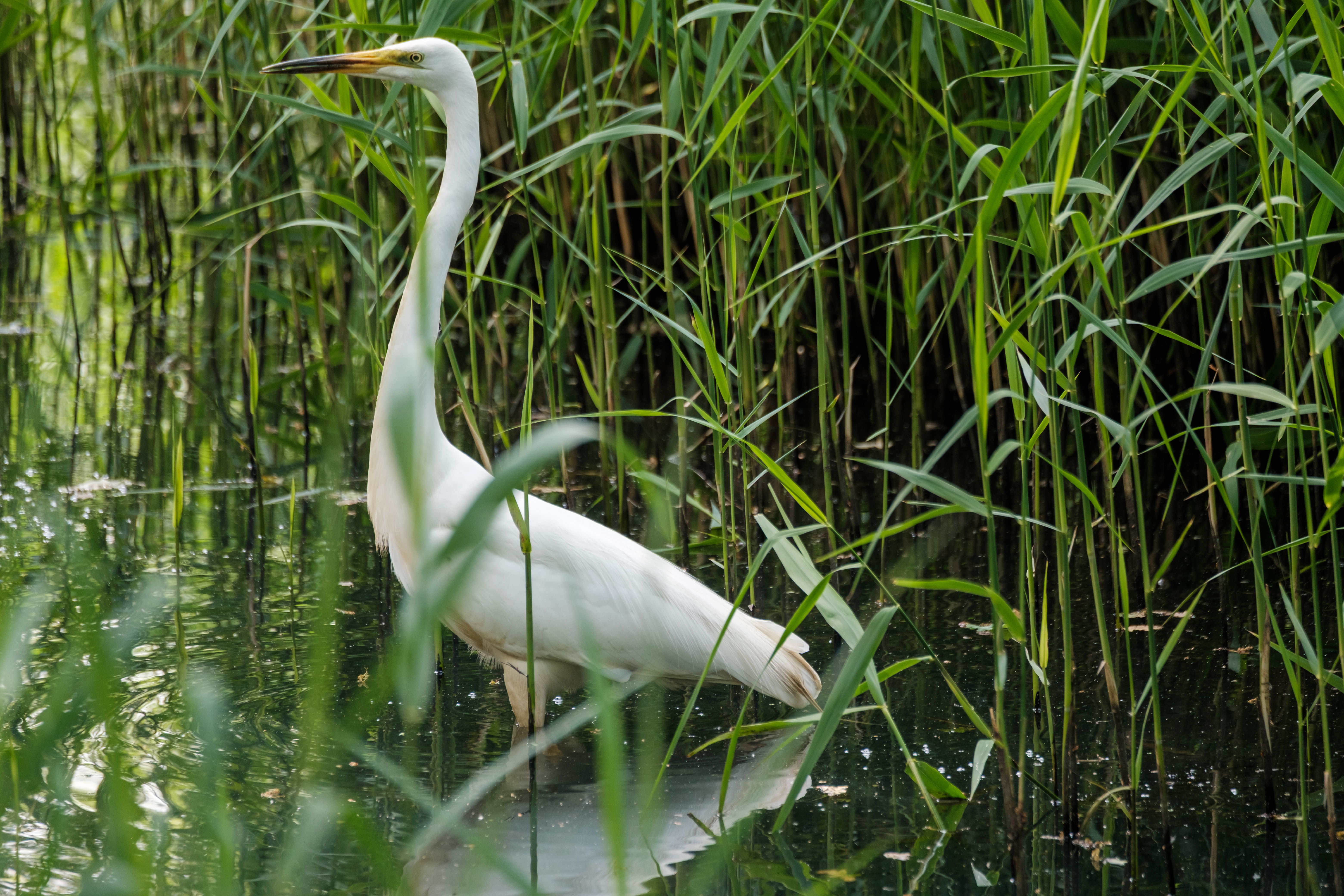 A white egret standing in water surrounded by tall green reeds.