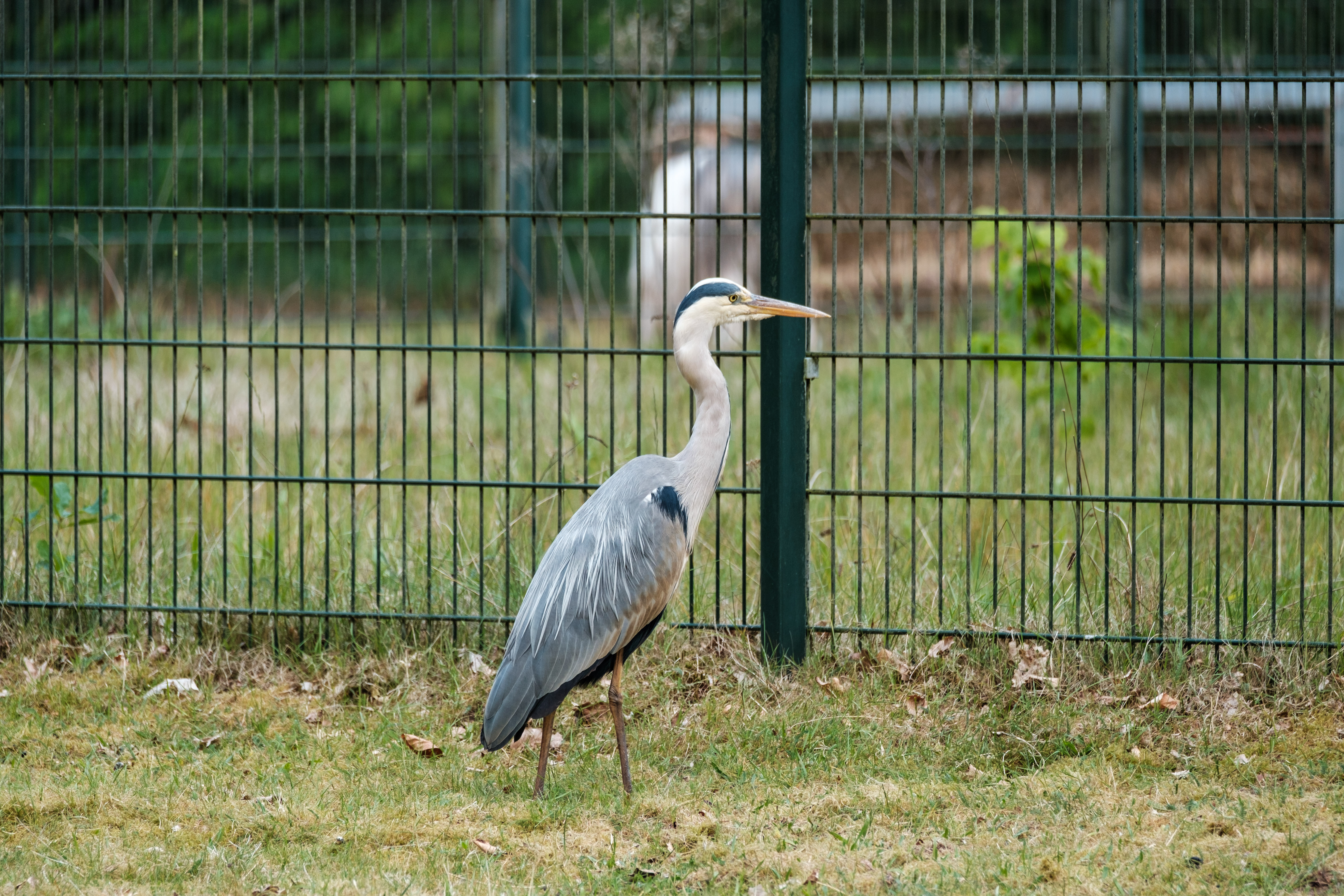 A heron stands on grass near a metal fence.