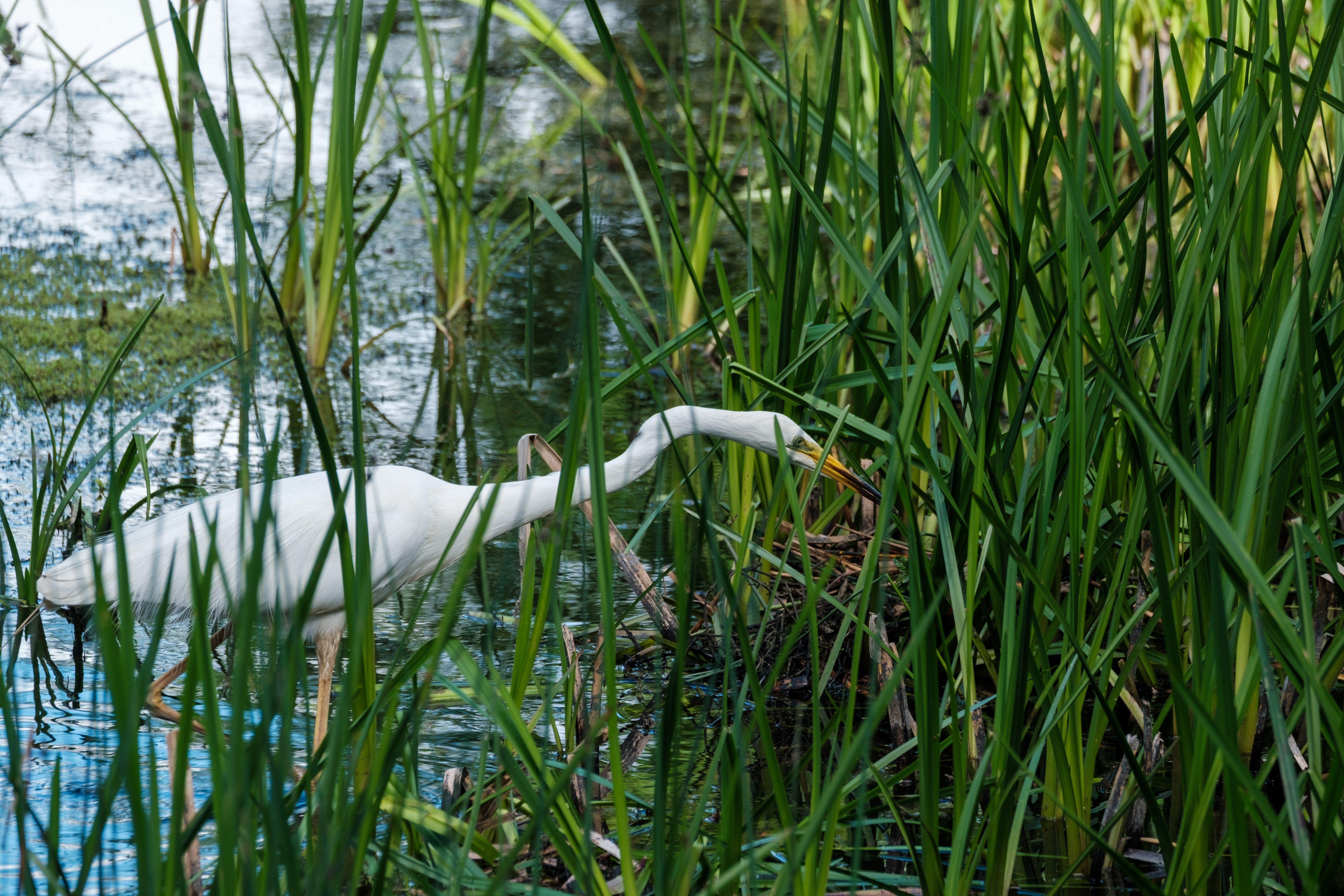 An egret wading through reeds in a marshy area.
