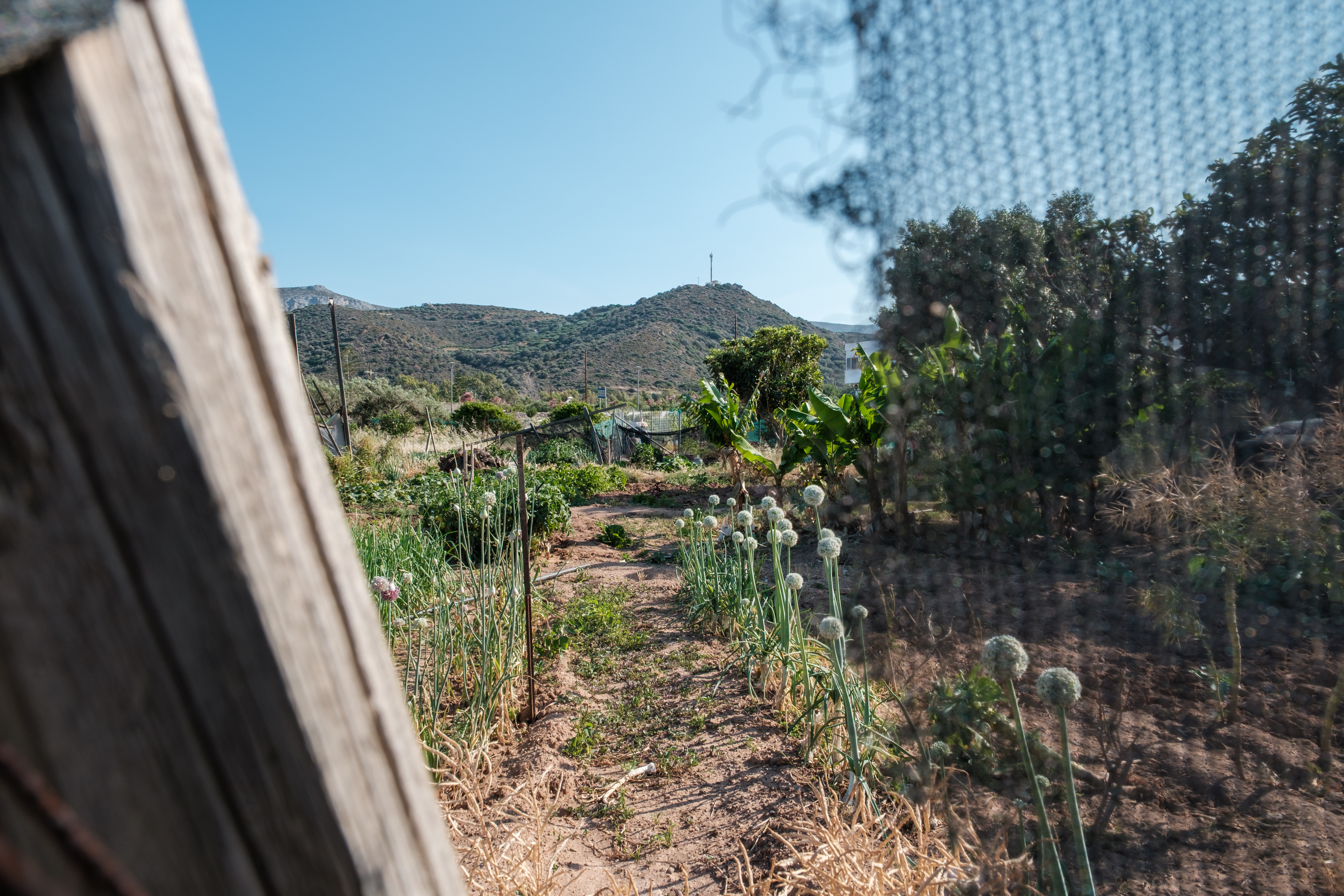 Vegetable garden with onion plants in Agkathia, Crete, viewed through a wooden fence.