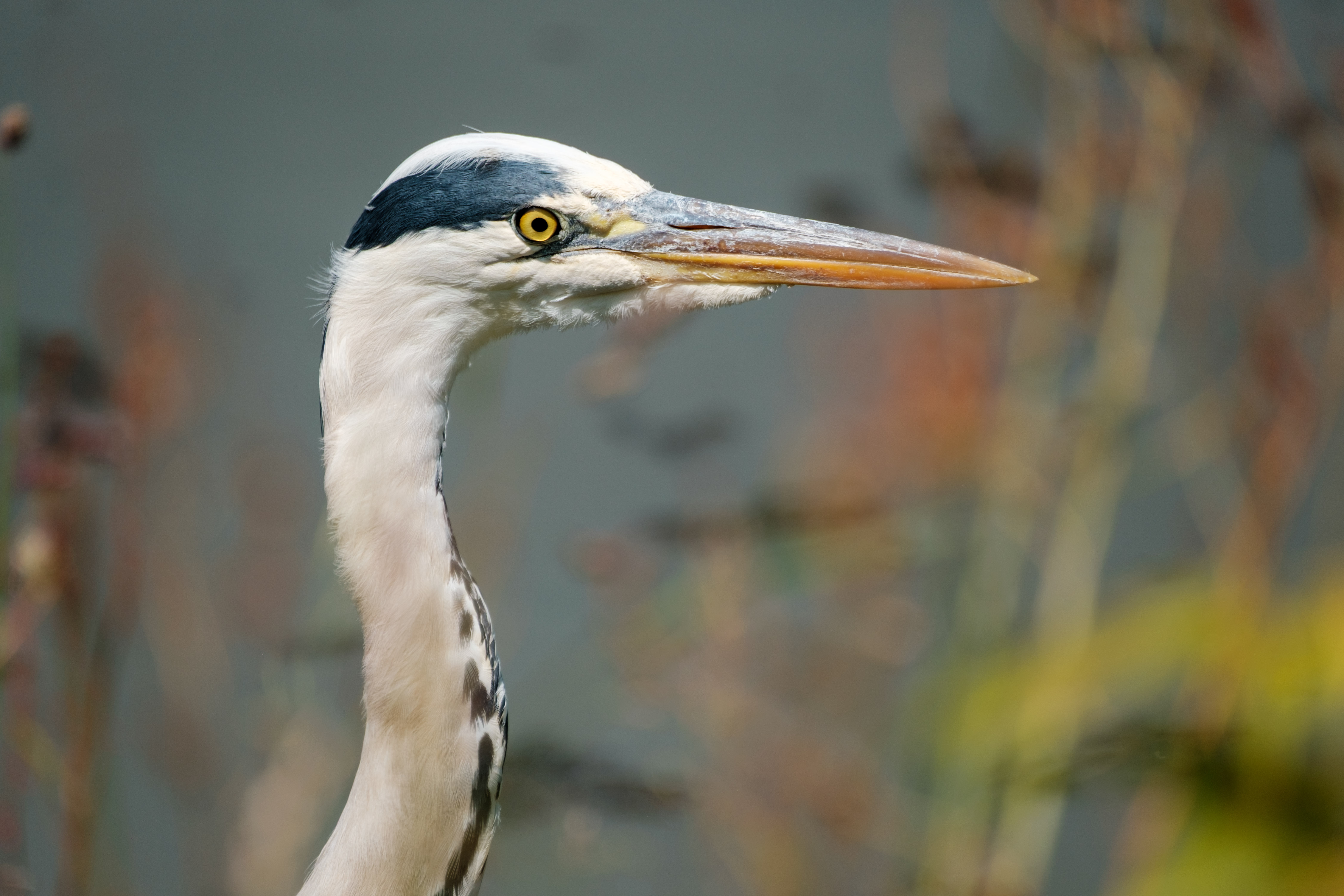 Close-up of a heron's head with a blurred nature background at Kinderboerderij Warande, Netherlands.