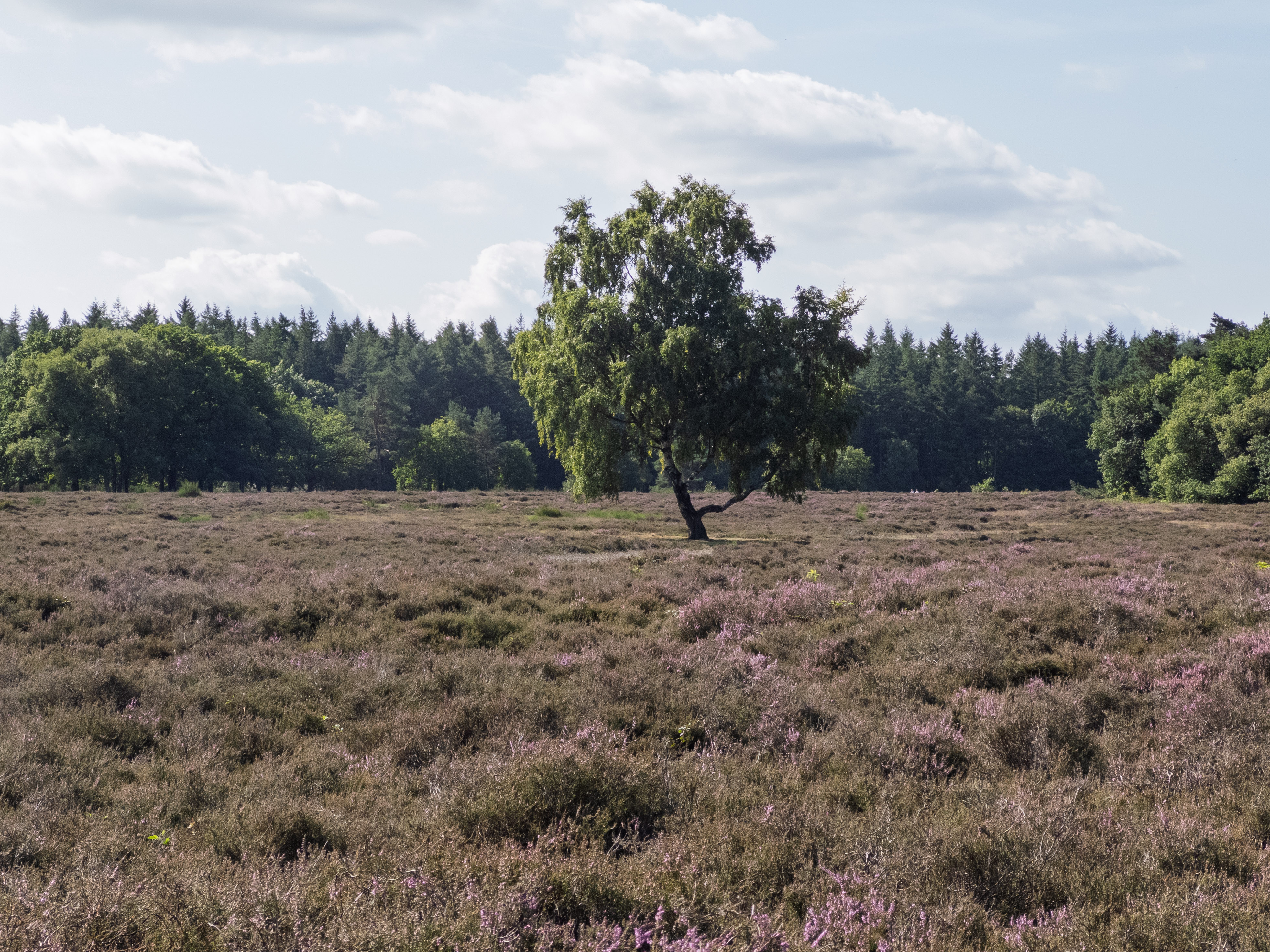 A lone tree stands in a field of purple heather under a cloudy sky in Blaricum, Netherlands.