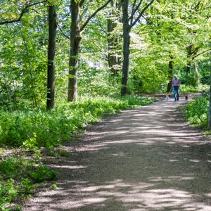 A person walking two dogs on a wooded path in Huizen, Netherlands.