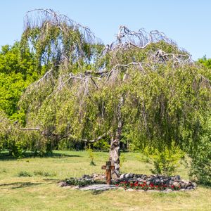 A tree with drooping branches in a grassy area near Huizen, Netherlands.
