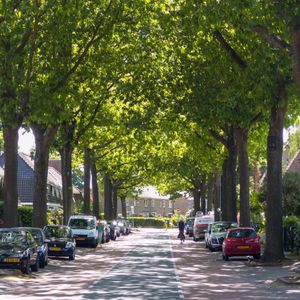 Tree-lined street with parked cars and bicycles in Huizen, Netherlands.