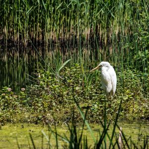 A white bird stands among tall grass by a water's edge in Huizen, Netherlands.