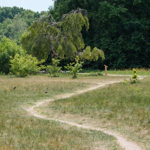A winding path through a grassy field with trees in Huizen, Netherlands.