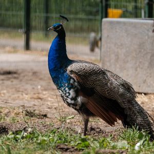 A peacock standing on grass near a fenced area.