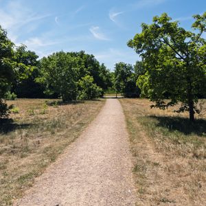 A gravel path lined with trees in a sunny park setting.