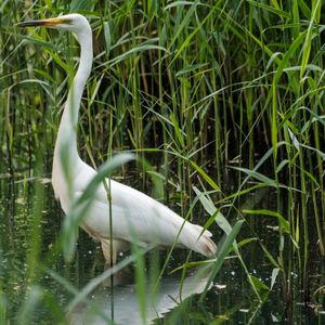A white egret standing in water surrounded by tall green reeds.