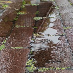 A close-up of a wet brick pathway with patches of green moss and a puddle reflecting ripples.