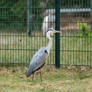 A heron stands on grass near a metal fence.