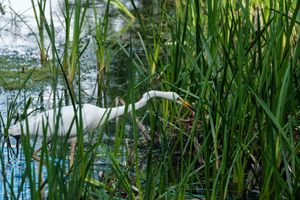 An egret wading through reeds in a marshy area.