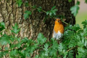 A robin perched on a leafy branch in Huizen, Netherlands.