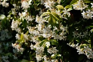 White jasmine flowers blooming densely against a backdrop of green leaves.