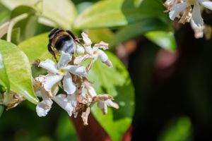 A bumblebee perched on a white flower surrounded by green leaves.